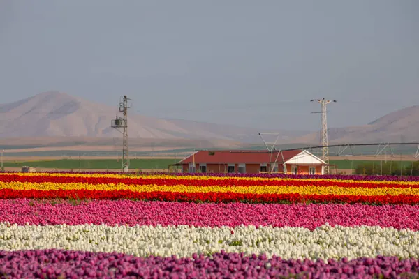 Lale tarlaları ve güzel manzaralar