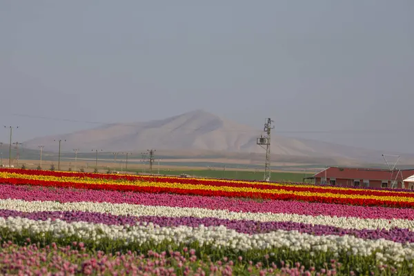 Lale tarlaları ve güzel manzaralar