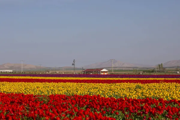 Lale tarlaları ve güzel manzaralar