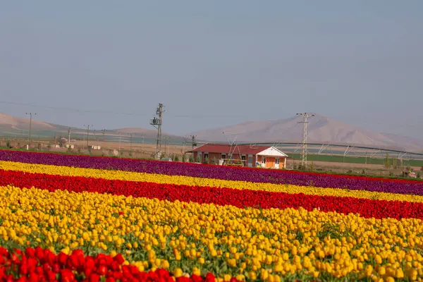 Lale tarlaları ve güzel manzaralar