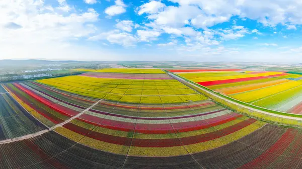 Lale tarlaları ve güzel manzaralar