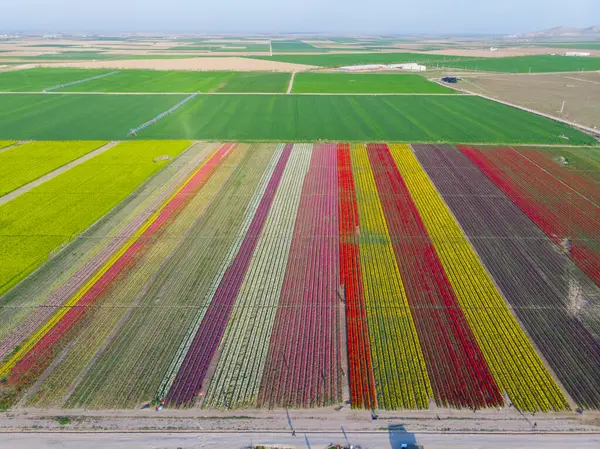 Lale tarlaları ve güzel manzaralar