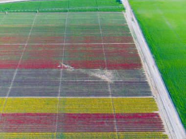 Lale tarlaları ve güzel manzaralar