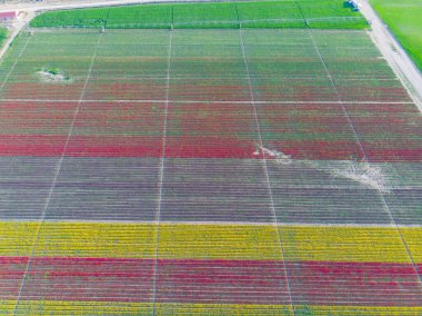 Lale tarlaları ve güzel manzaralar