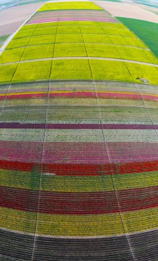 Lale tarlaları ve güzel manzaralar