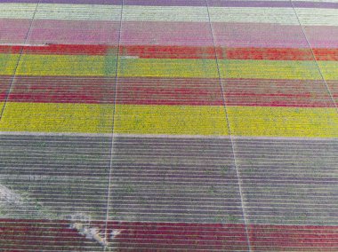 Lale tarlaları ve güzel manzaralar