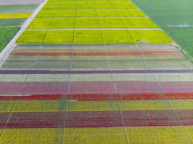 Lale tarlaları ve güzel manzaralar