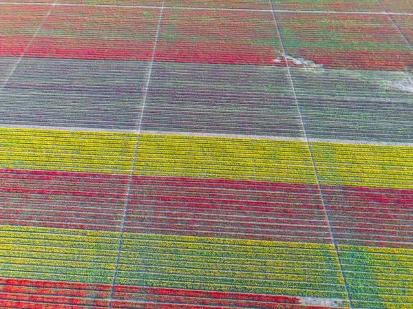 Lale tarlaları ve güzel manzaralar