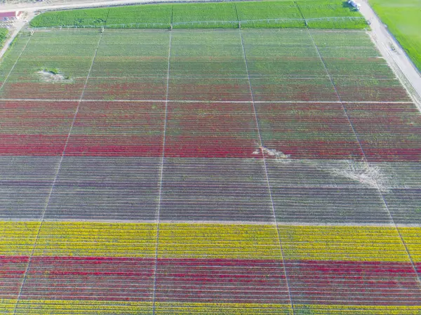 Lale tarlaları ve güzel manzaralar