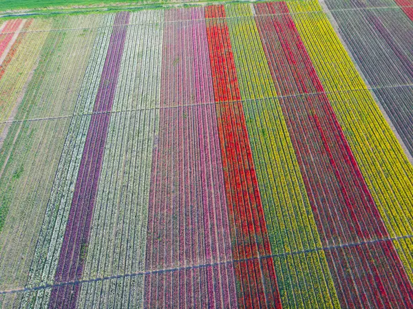 Lale tarlaları ve güzel manzaralar