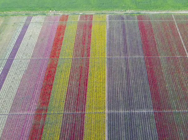 Lale tarlaları ve güzel manzaralar