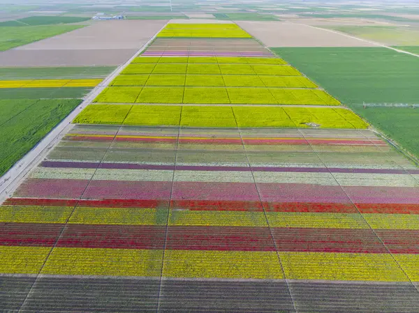 Lale tarlaları ve güzel manzaralar