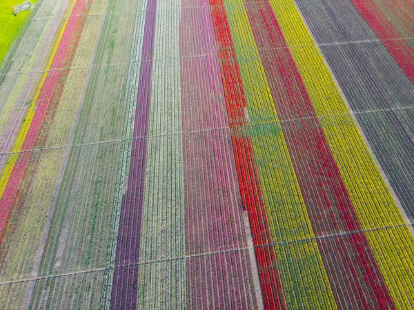 Lale tarlaları ve güzel manzaralar