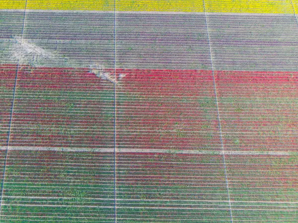 Lale tarlaları ve güzel manzaralar