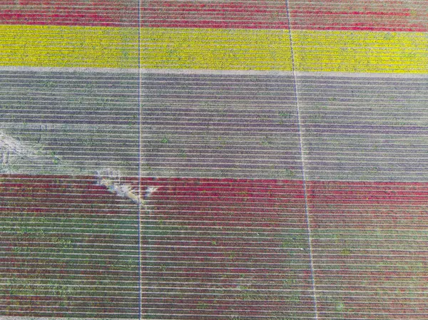 Lale tarlaları ve güzel manzaralar