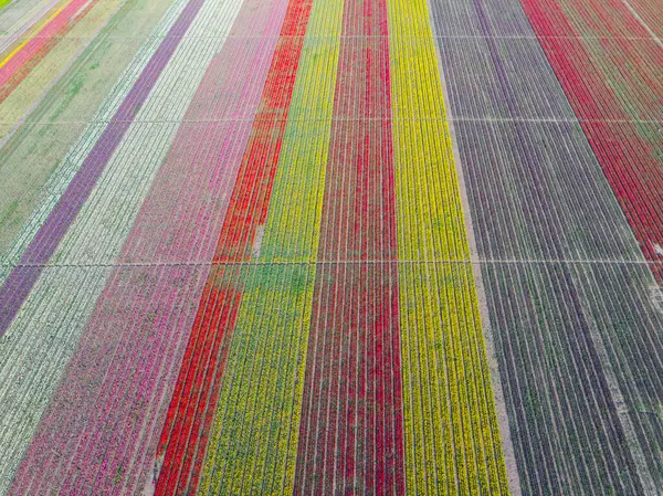 Lale tarlaları ve güzel manzaralar