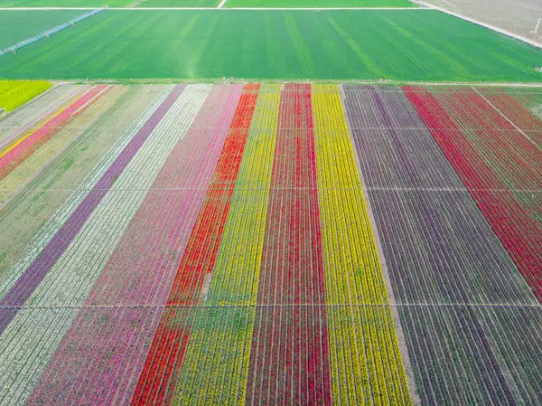 Lale tarlaları ve güzel manzaralar