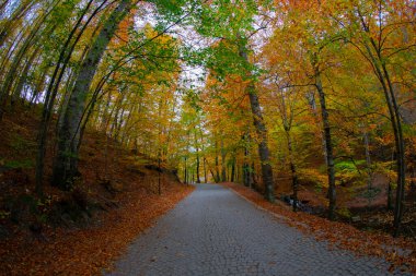 Yedigller Ulusal Parkı, Bolu ilinin sınırları içinde, doğal güzelliği ile ünlü, doğa severler ve gezginlerin favorisi haline geldi..