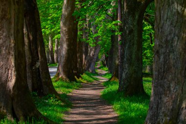 Bosna-Hersek 'in üçüncü büyük nehri olan Bosna Nehri, su kaynaklarının güzelliği ve Bosna' da doğan Vrelo 'nun eşsiz yeşilliğiyle tanınıyor..