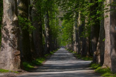 Bosna-Hersek 'in üçüncü büyük nehri olan Bosna Nehri, su kaynaklarının güzelliği ve Bosna' da doğan Vrelo 'nun eşsiz yeşilliğiyle tanınıyor..