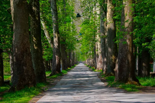 Bosna-Hersek 'in üçüncü büyük nehri olan Bosna Nehri, su kaynaklarının güzelliği ve Bosna' da doğan Vrelo 'nun eşsiz yeşilliğiyle tanınıyor..