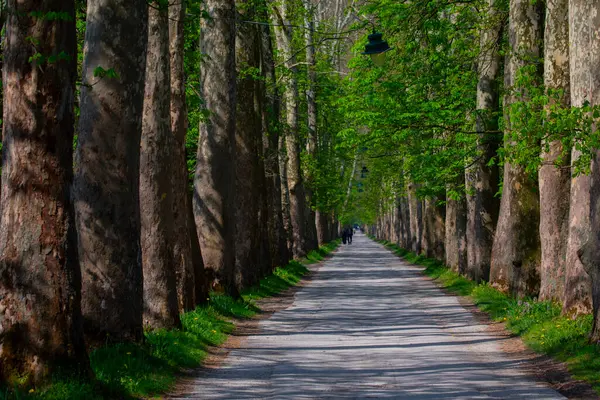 Bosna-Hersek 'in üçüncü büyük nehri olan Bosna Nehri, su kaynaklarının güzelliği ve Bosna' da doğan Vrelo 'nun eşsiz yeşilliğiyle tanınıyor..
