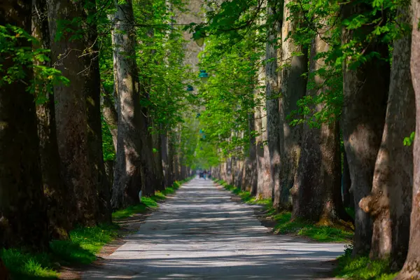 Bosna-Hersek 'in üçüncü büyük nehri olan Bosna Nehri, su kaynaklarının güzelliği ve Bosna' da doğan Vrelo 'nun eşsiz yeşilliğiyle tanınıyor..