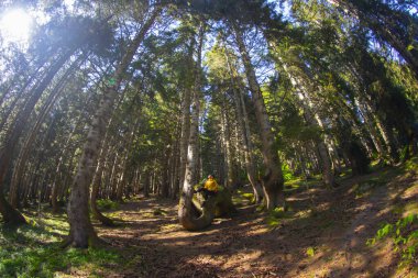 Kackar Dağları Ulusal Parkı Nadir Boxwood Ormanları