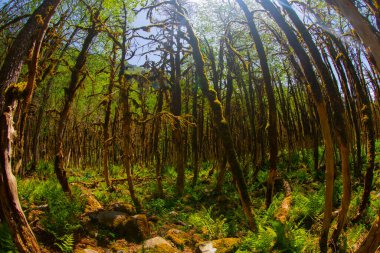 Kackar Dağları Ulusal Parkı Nadir Boxwood Ormanları