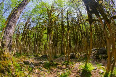 Kackar Dağları Ulusal Parkı Nadir Boxwood Ormanları