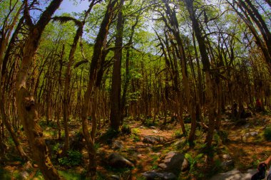 Kackar Dağları Ulusal Parkı Nadir Boxwood Ormanları