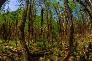 Kackar Dağları Ulusal Parkı Nadir Boxwood Ormanları