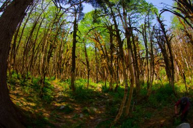 Kackar Dağları Ulusal Parkı Nadir Boxwood Ormanları
