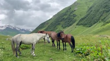 Svaneti, Gürcistan 'ın en yüksek bölgelerinden biridir ve Büyük Kafkasya Dağları' nın güney yamaçlarında yer alır..