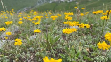 Kackar Dağları Ulusal Parkı Doğal Manzaralar