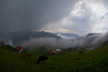 Kackar Dağları Sal ve Pokut Platosu
