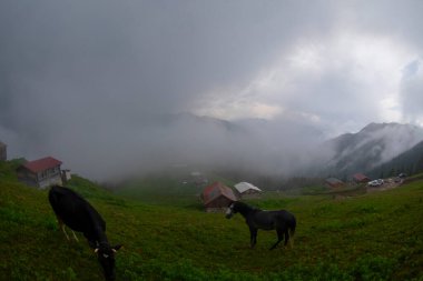 Kackar Dağları Sal ve Pokut Platosu