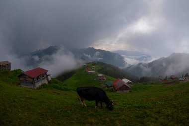 Kackar Dağları Sal ve Pokut Platosu