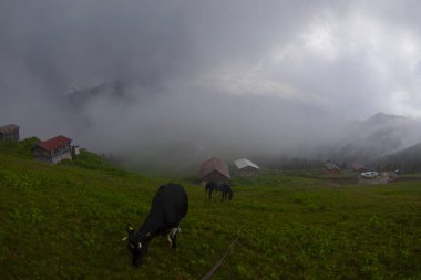 Kackar Dağları Sal ve Pokut Platosu