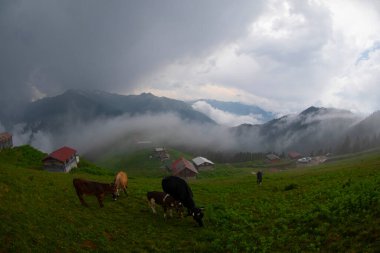 Kackar Dağları Sal ve Pokut Platosu