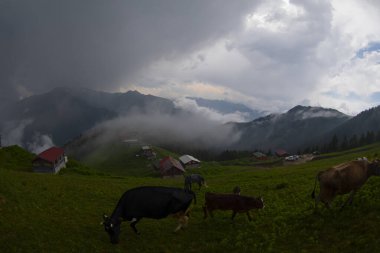 Kackar Dağları Sal ve Pokut Platosu