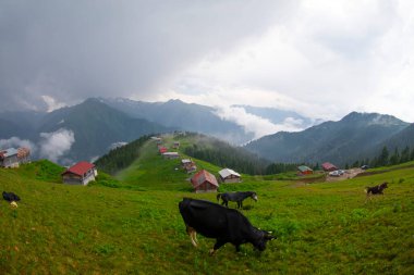 Kackar Dağları Sal ve Pokut Platosu