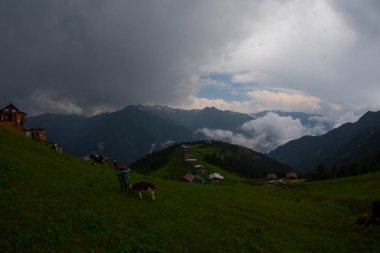 Kackar Dağları Sal ve Pokut Platosu