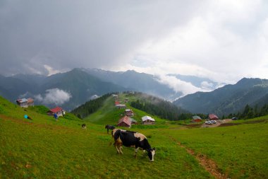 Kackar Dağları Sal ve Pokut Platosu