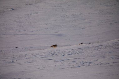 Kars Cildir Gölü ve Ararat Dağı