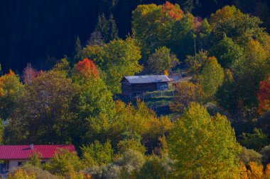 SavSat, Karadeniz Bölgesi 'nin doğu ucunda Artvin ilinin merkezi kent. Avat adı Gürcü kelime aveti 'den gelmektedir ve Avat kasabası tarihi aveti bölgesindeki yerleşim birimlerinden biridir..