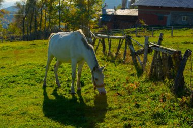 Savsat Karagol - Artvin. Avat İlçesi 'ne 25 kilometre uzaklıkta ve Sahra Karagl Milli Parkı' nda yer almaktadır..