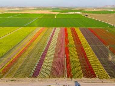 Lale alanlarının hava görüntüsü