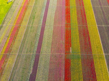 Lale alanlarının hava görüntüsü