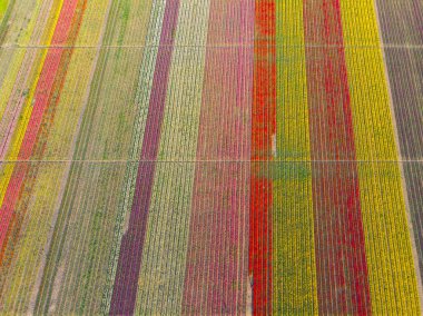 Lale alanlarının hava görüntüsü